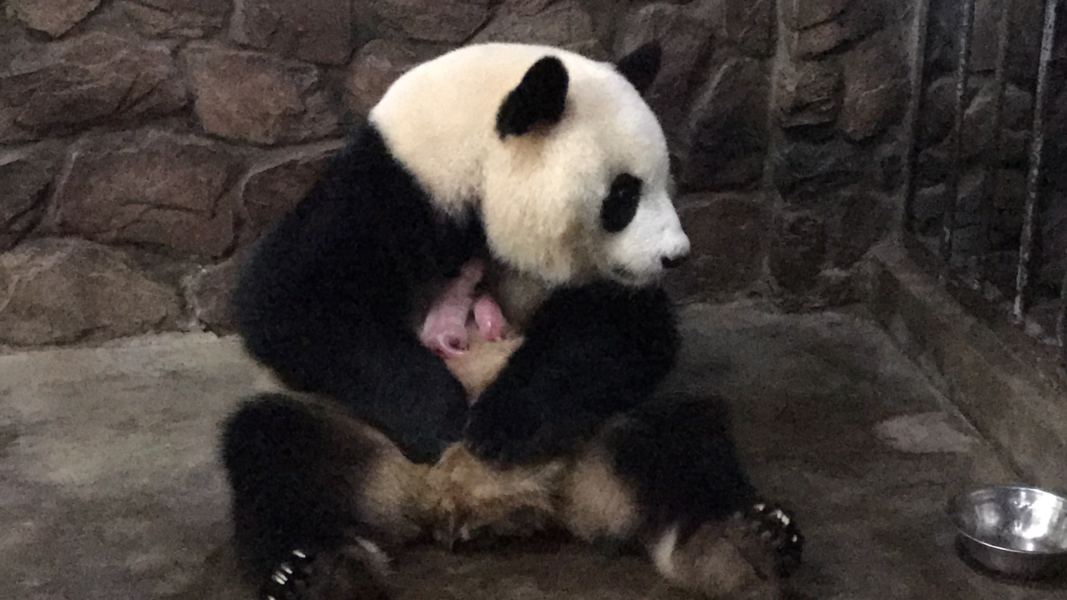 罕见!大熊猫妈妈同时抱起双胞胎幼仔