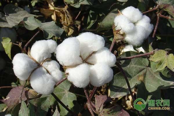 一亩棉花补贴多少钱?2018年棉花补贴政策及发