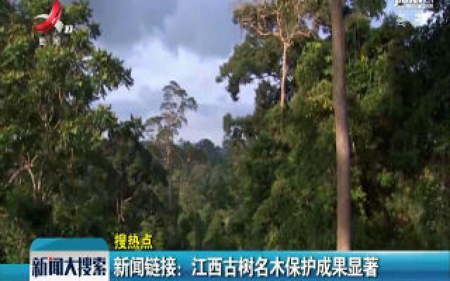 新闻链接：江西古树名木保护成果显著