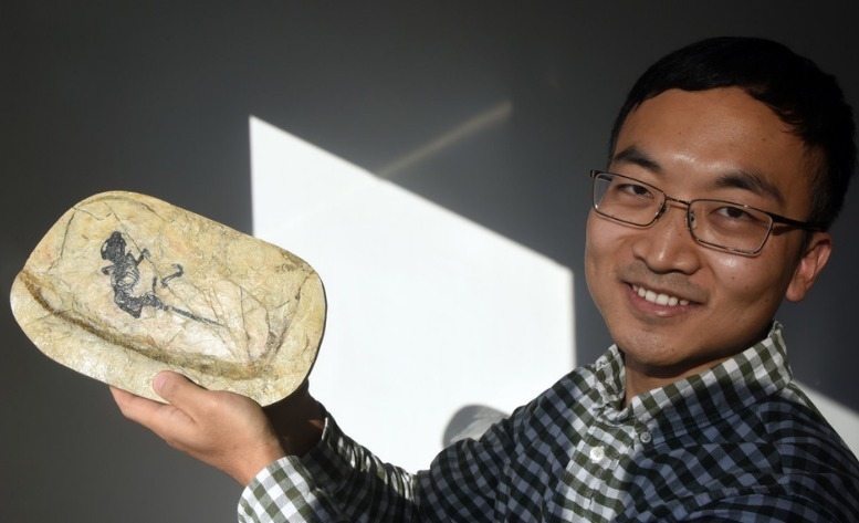 该类哺乳动物独特的颌关节及其取食方式,对中耳脱离下颌提供了比其他类群更为显著的选择压力,因此加速了中耳的演化,通俗而言可谓“吃促进了听力”。