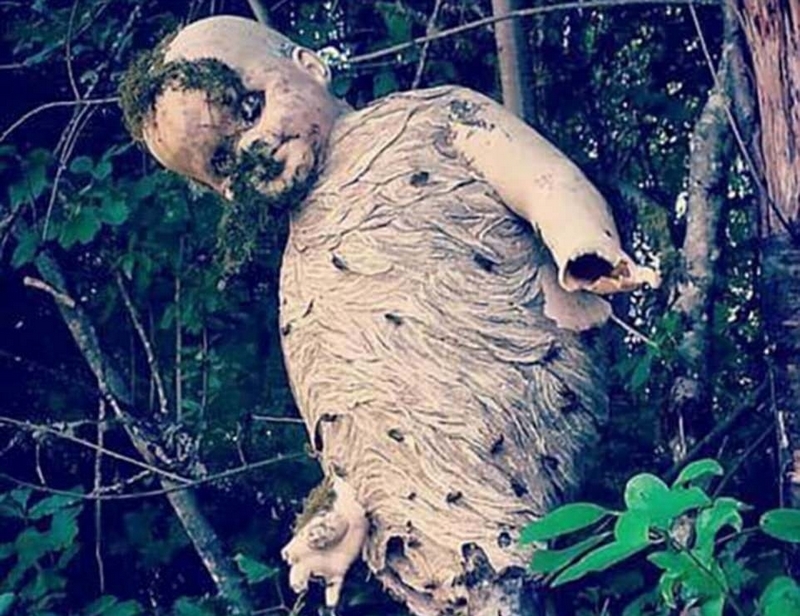 图片中有，火山爆发后冷却的岩浆好似烧焦的人类尸体；一只淹死的狐狸被冻在冰块里；还有刚孵化的蟒蛇被按照颜色区分开来；长着利齿的鱼嘴里夹着一只尚未完全消化的昆虫等。