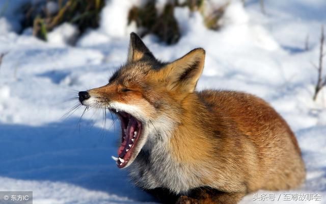 民间故事:狐族进村屠杀,无一生还