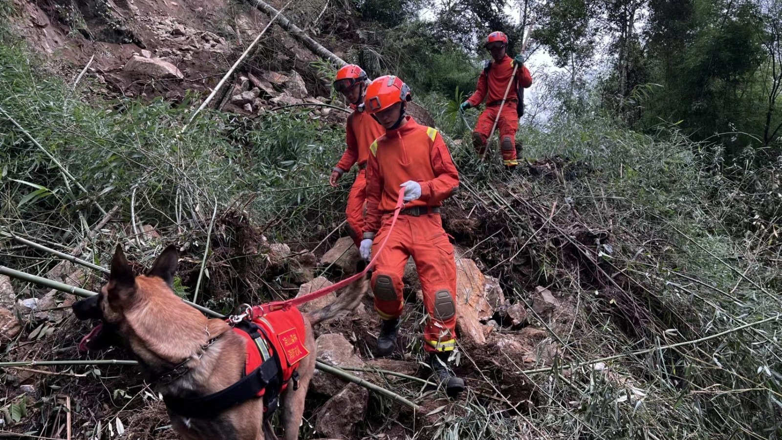 搜救犬“疾风”创造“疾”速度 搜救犬“疾风”创造“疾”速度