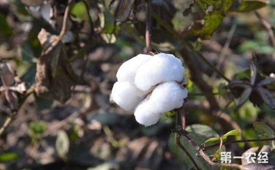 2018年国家种植补贴政策有哪些?玉米、水稻、