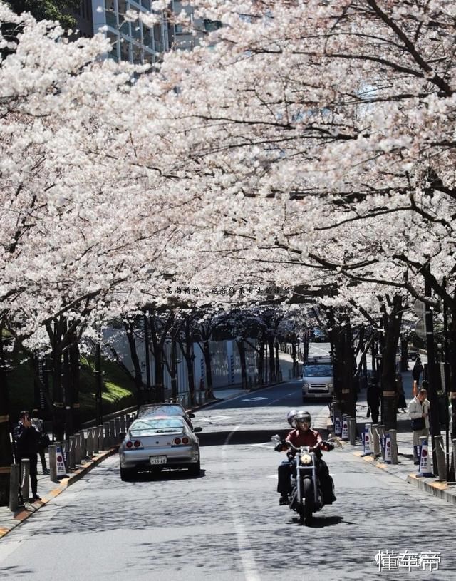2018东京樱花满开纪实