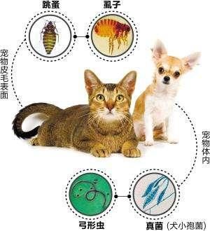 先兆流产的症状分析,怀孕初期如何预防孕早期