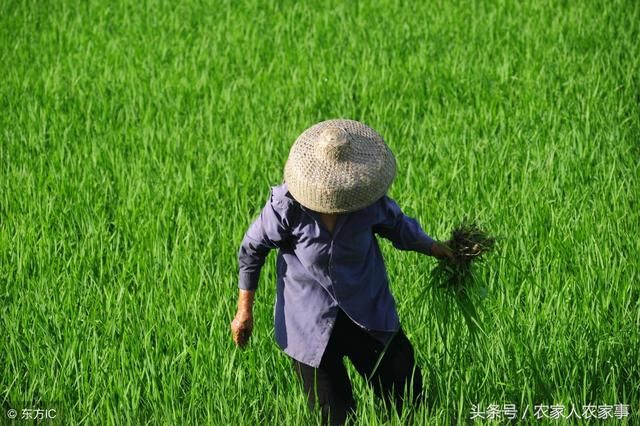 农村谚语:头伏萝卜二伏菜,三伏有雨种荞麦 为