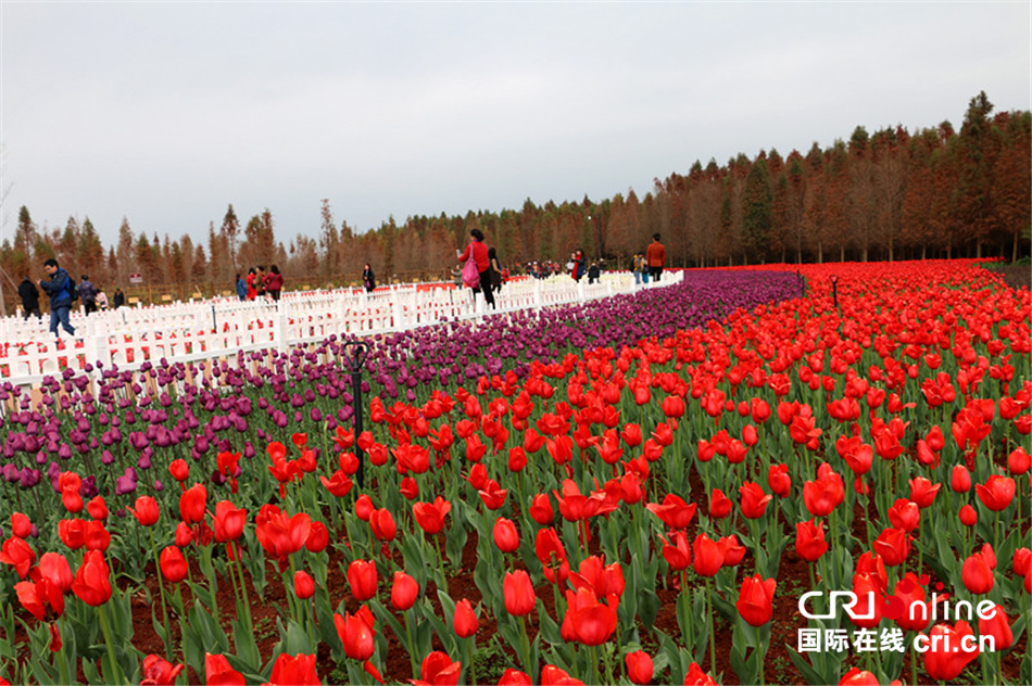 【新春走基层】“春城”昆明百花齐放迎新春 【新春走基层】“春城”昆明百花齐放迎新春