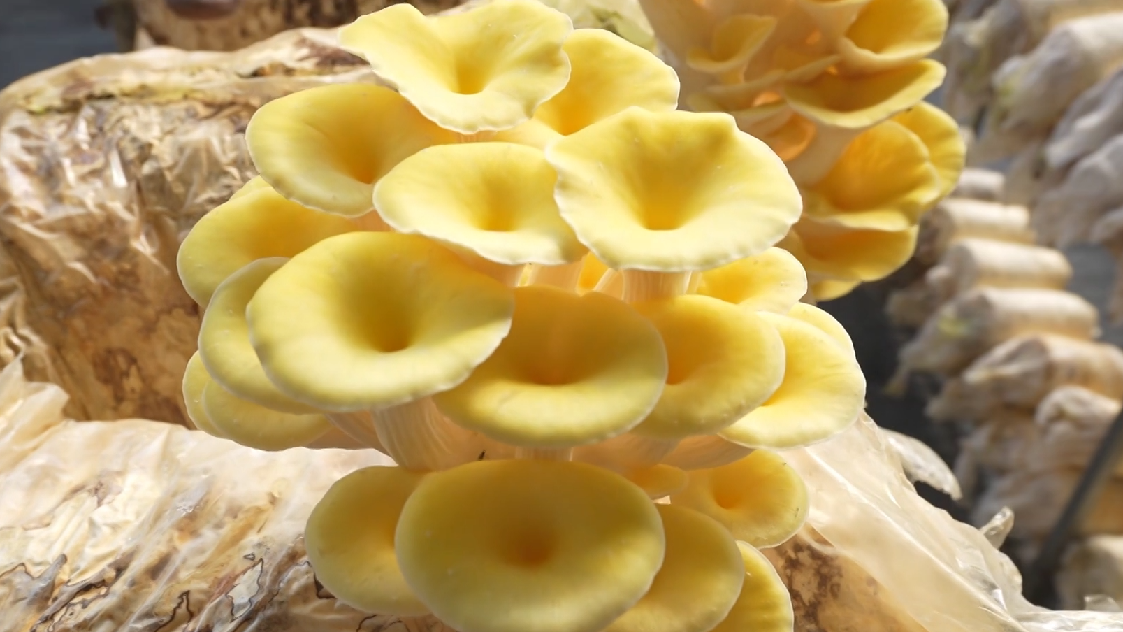 种出美味食用菌 助力京郊致富路_北京时间