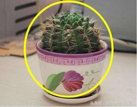 家里最忌讳摆放这些东西,有钱人一看就懂,避开