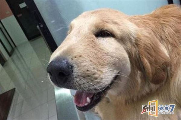 如何让狗狗快速认新主人 t01302736049515a6c0.jpg?size=600x399