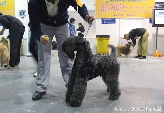 爱尔兰四大古老犬种之一、爱尔兰国犬凯利蓝梗