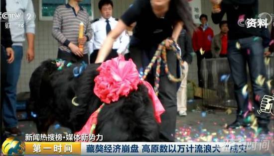 藏獒经济崩盘!曾经售价上千万 如今竟变流浪狗