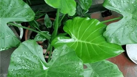 男子吃清炒滴水观音后中毒!这些观赏类植物不要去碰→ 男子吃清炒滴水观音后中毒!这些观赏类植物不要去碰→