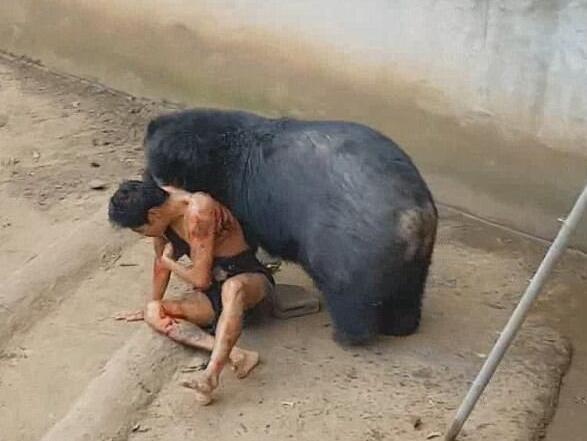 游客喂熊吃米饭惨遭拖入兽笼撕咬一分钟,奇迹生还!