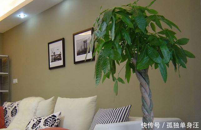 客厅里别乱养花!三种花的摆放位置有讲究,看看