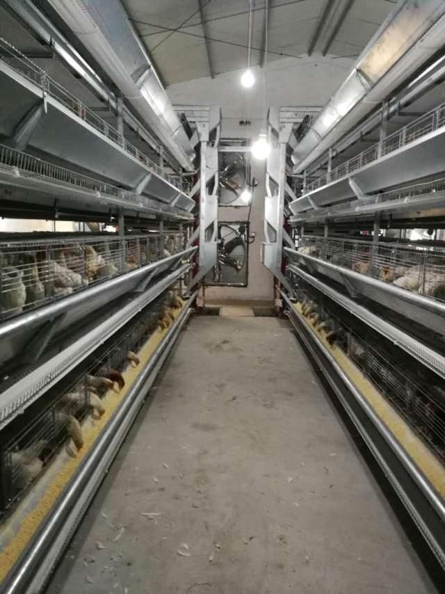 正大、温氏等进入蛋鸡行业,蛋鸡养殖未来是大