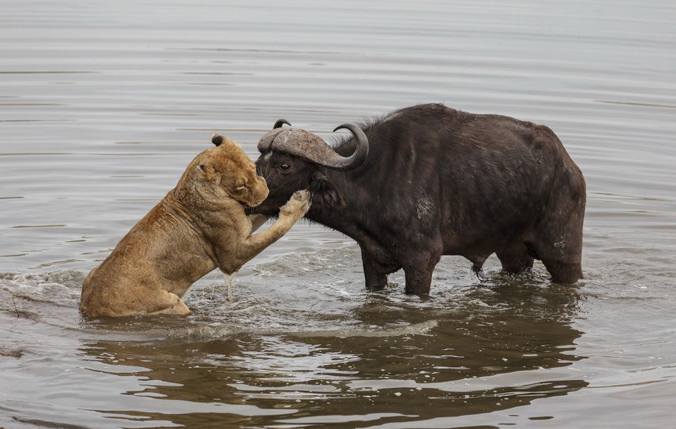 南非水牛遭数头母狮围攻
