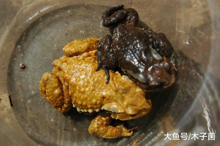 广西夫妻俩贪吃蟾蜍肉  双双中毒妻子不治身亡 ​