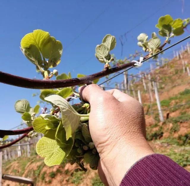 4月管理不好,猕猴桃不开花!及时关注猕猴桃4月