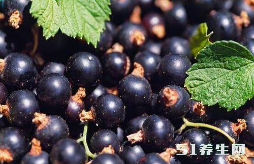 黑加仑是很受女性欢迎的水果,但是食用禁忌不