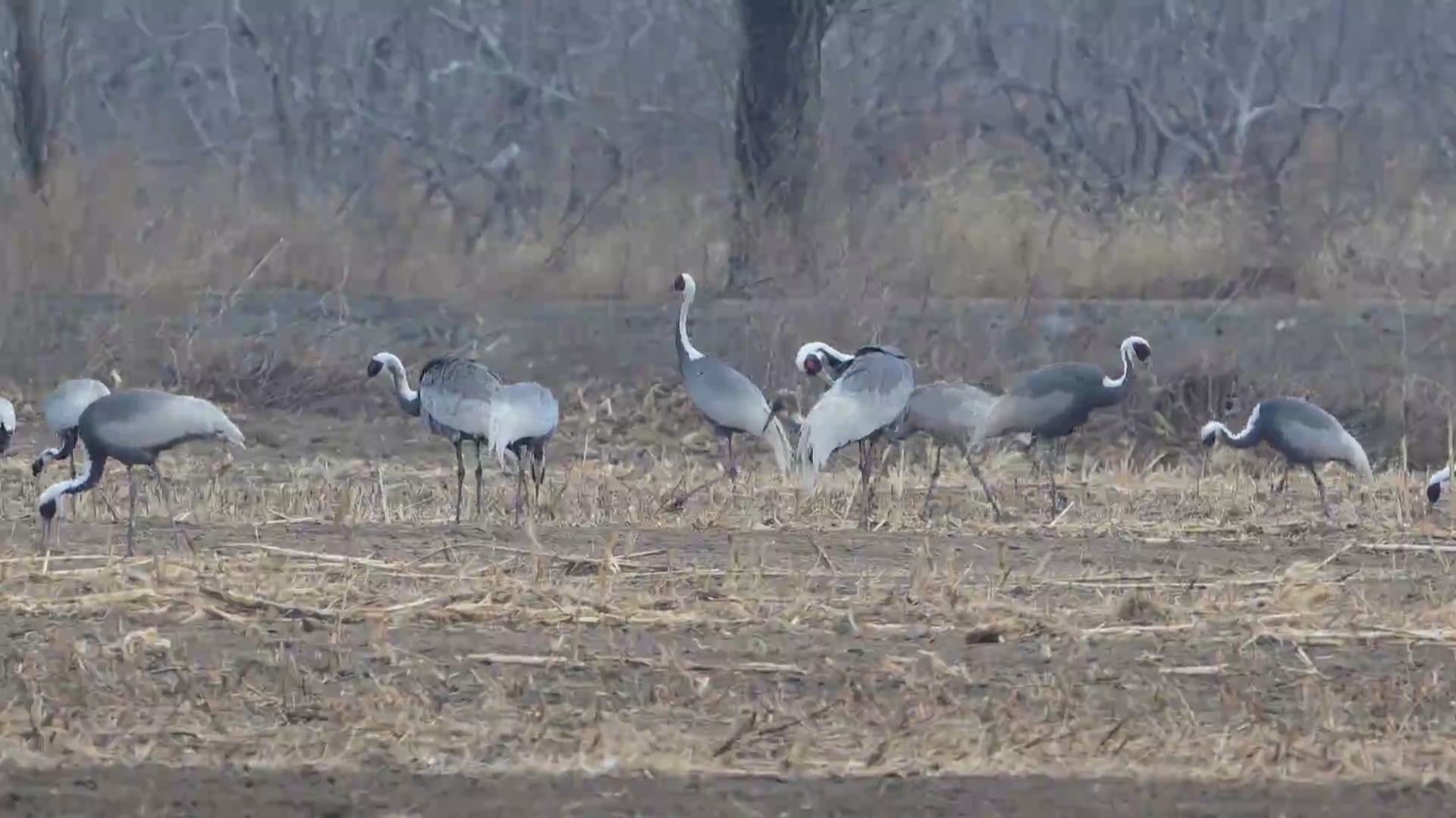 20只“国宝”白鹤到访密云 为北京地区近十年来记录白鹤最大种群 20只“国宝”白鹤到访密云 为北京地区近十年来记录白鹤最大种群