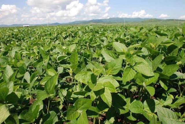 这些农作物品种都是2018国家大力扶持的项目