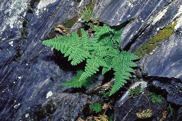 在农村长在石头缝里的野草,治疗好多疾病,还能