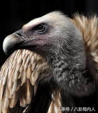 鹿晗微博宠物,粉丝直呼不如狗,那些年明星们的