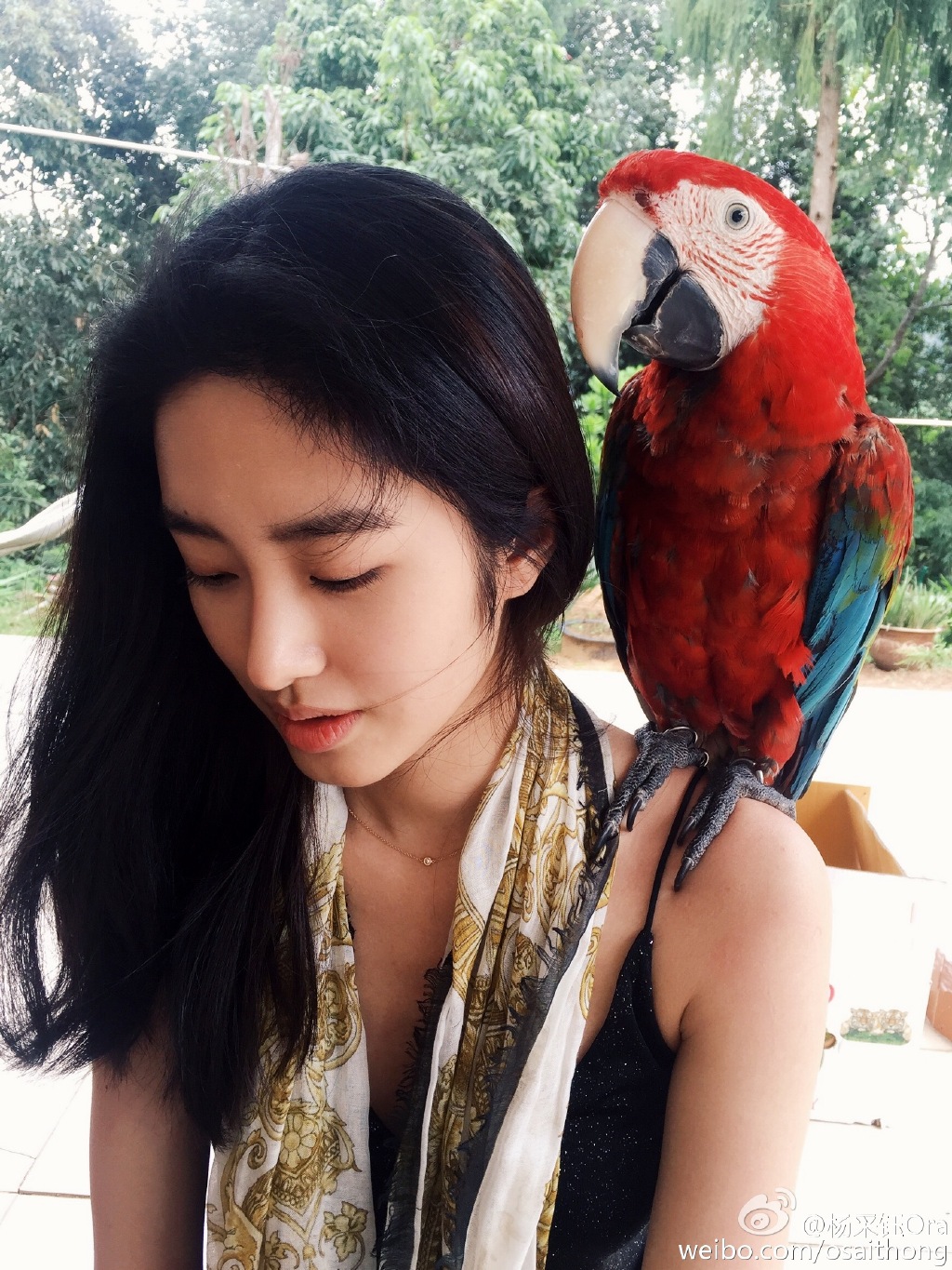 刘亦菲干爹陈金飞热吻杨采钰 杨采钰撞脸刘亦