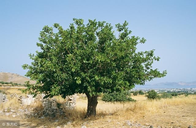 前不栽桑 后不栽柳 院里不栽鬼拍手 带你解密农