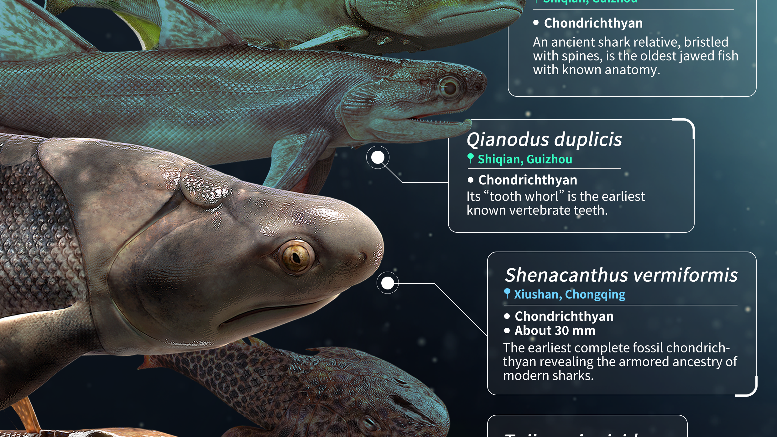 《边城》旁发现了全球最早的有颌鱼类 因沈从文得名“沈氏棘鱼”