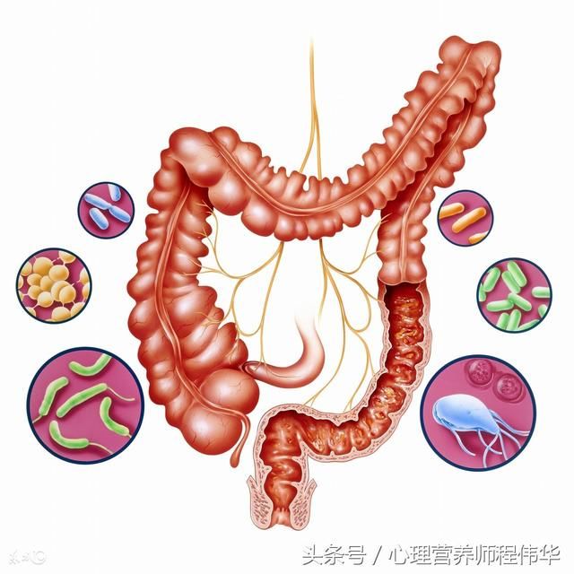 肠道垃圾毒素过多,会有哪些表现?怎么清除肠道