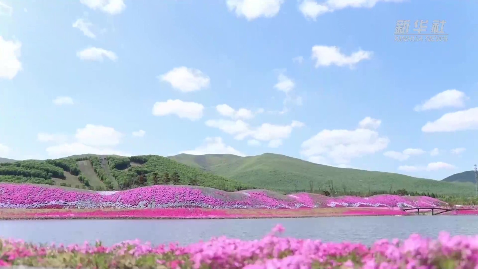 花海绕绿水 芝樱落青山