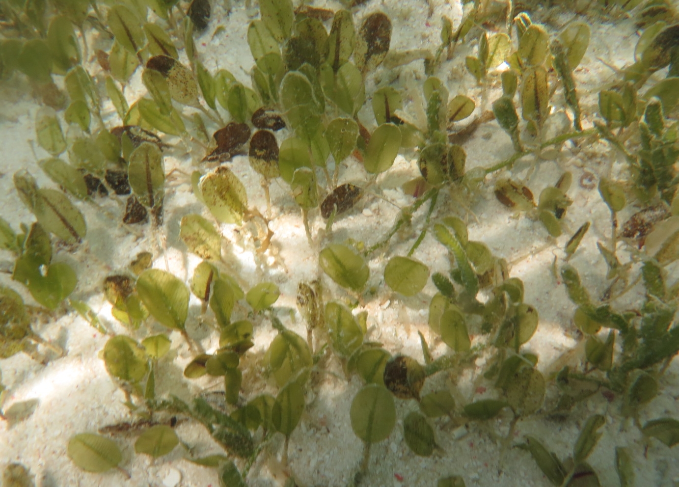 记我国南海西沙海域大面积海草床的发现与研究