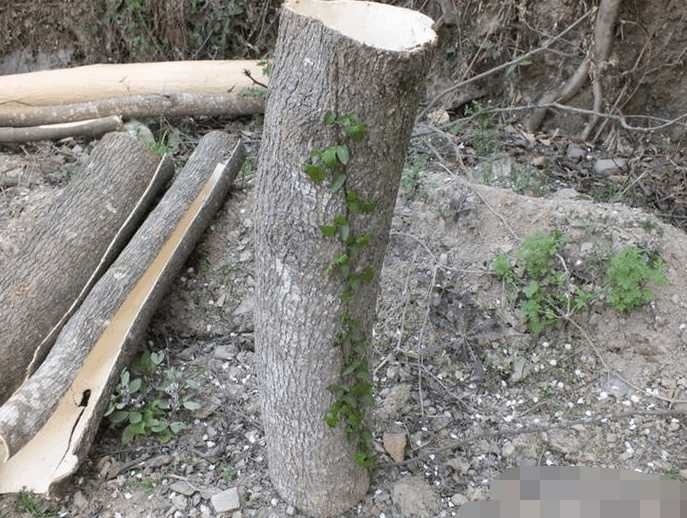 农村山间有一种植物, 树皮能补肾消疲劳, 不懂的