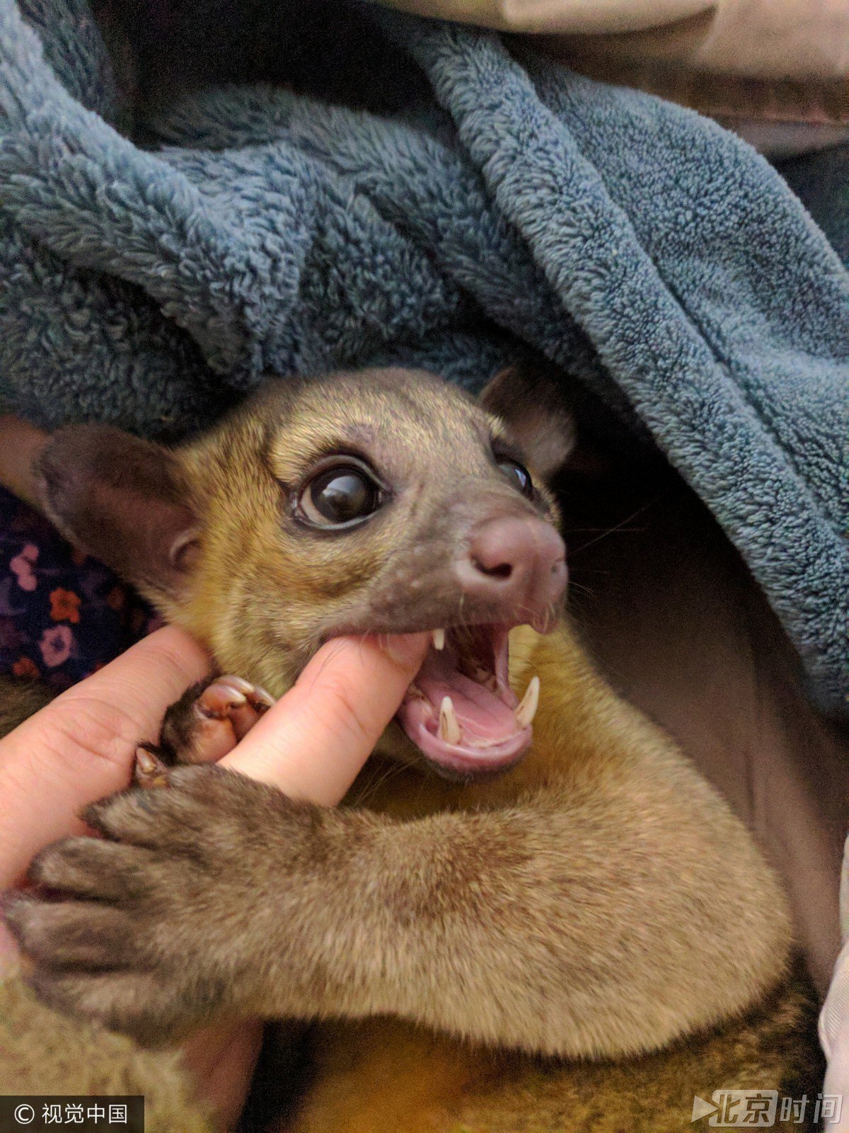 厉害了!竟然把熊当宠物养 又抱又亲还给洗澡 厉害了!竟然把熊当宠物养 又抱又亲还给洗澡