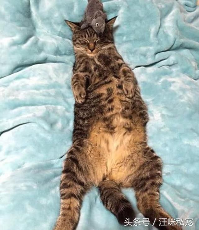 猫咪躺床上呼呼大睡,主人这样捉弄猫咪,猫咪醒来后一脸无奈