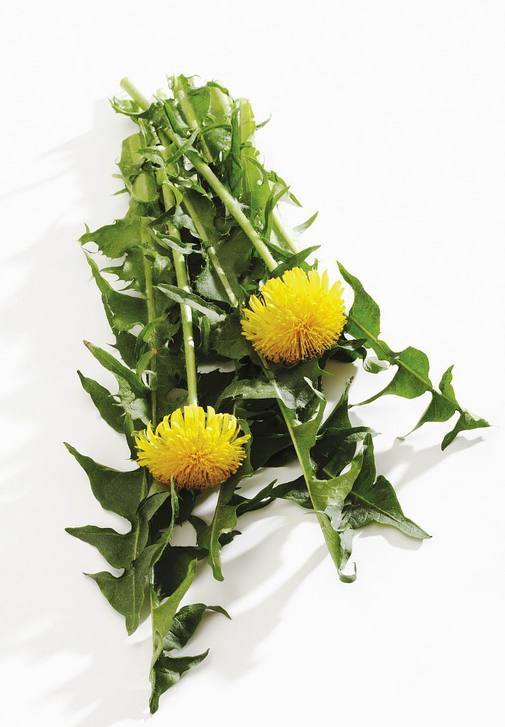 蒲公英浑身是宝,根叶花各有各的功效,农民可要