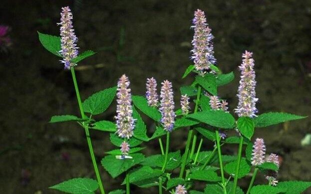 农村厕所旁的植物,含一片能消除口臭,还能防止