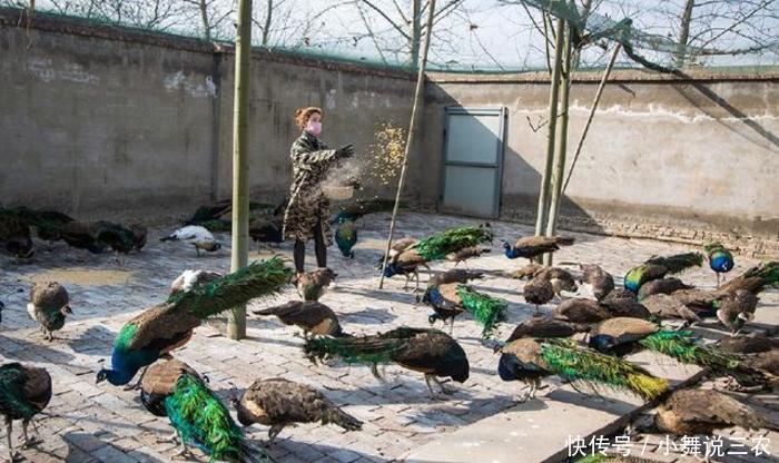 农村夫妻从传统养殖转型特种养殖,扭亏为盈年