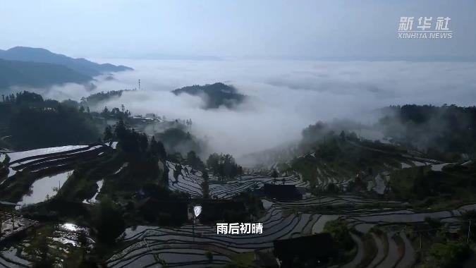 紫鹊界梯田云雾缭绕 犹如水墨丹青画卷