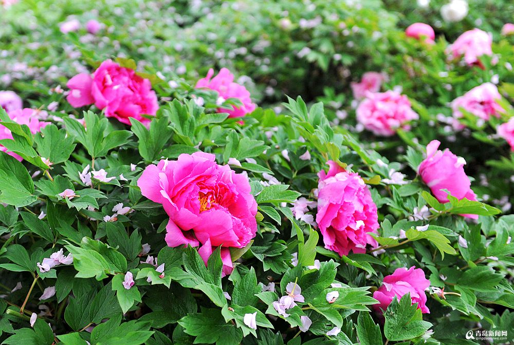 连绵春雨过后 青岛这所高校的牡丹花悄悄开了