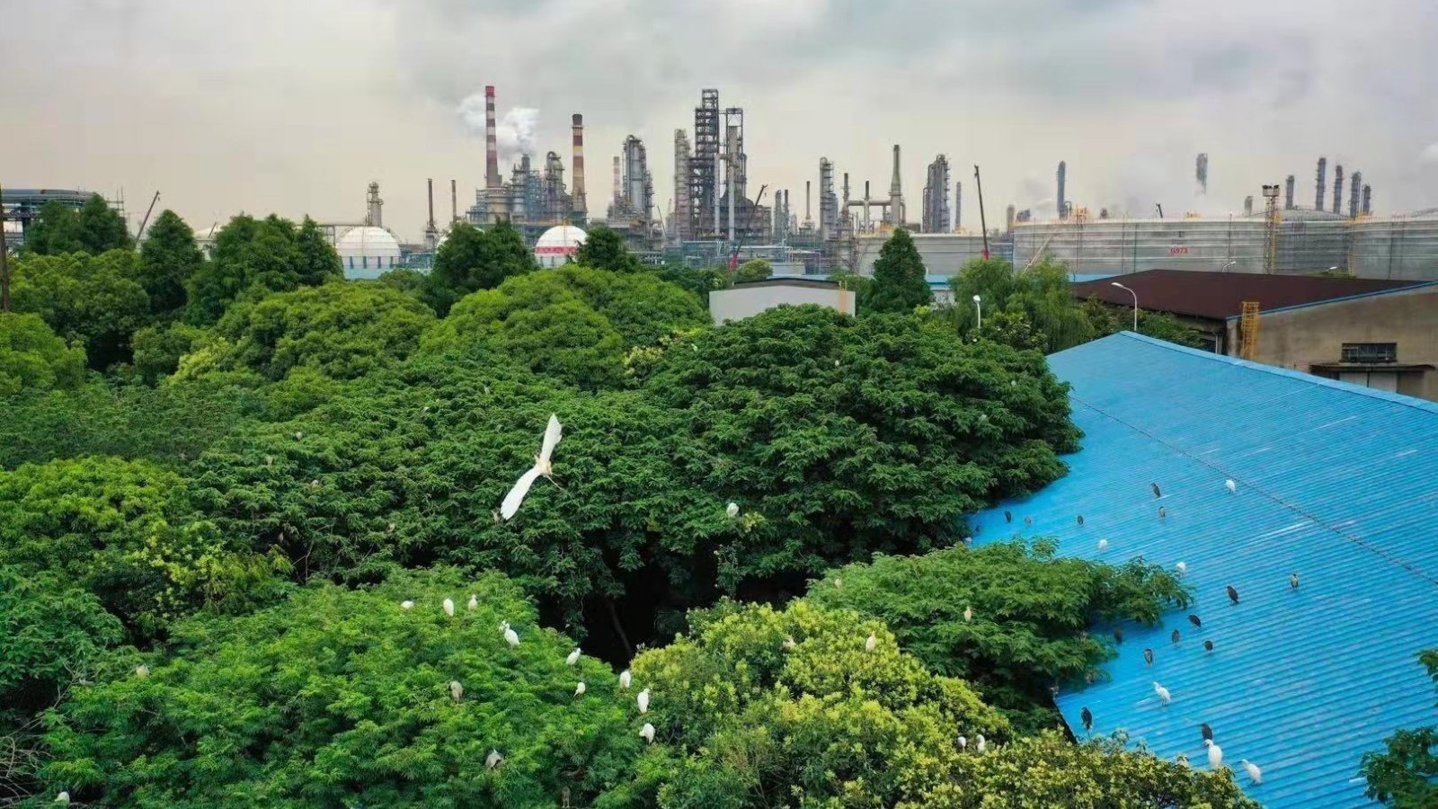 想不到!这家工厂竟成白鹭的家园 想不到!这家工厂竟成白鹭的家园