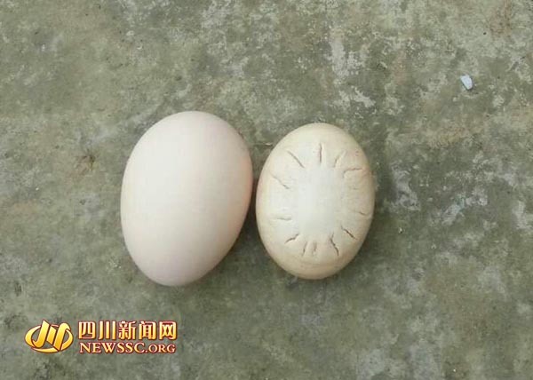 泸州惊现"哈雷彗星蛋" 专家:是不常见畸形蛋