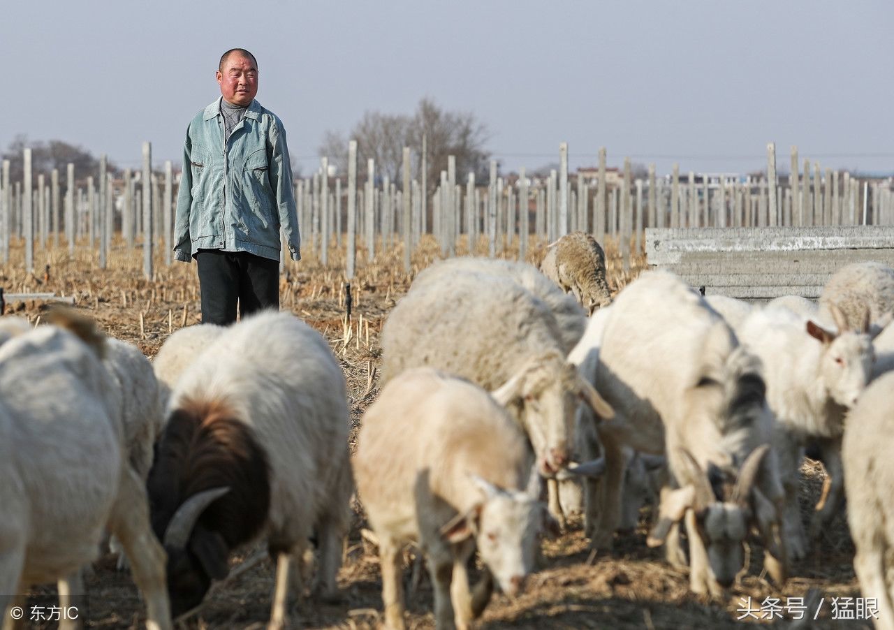 男子失去双臂养羊脱贫致富,年收入近3万元,想