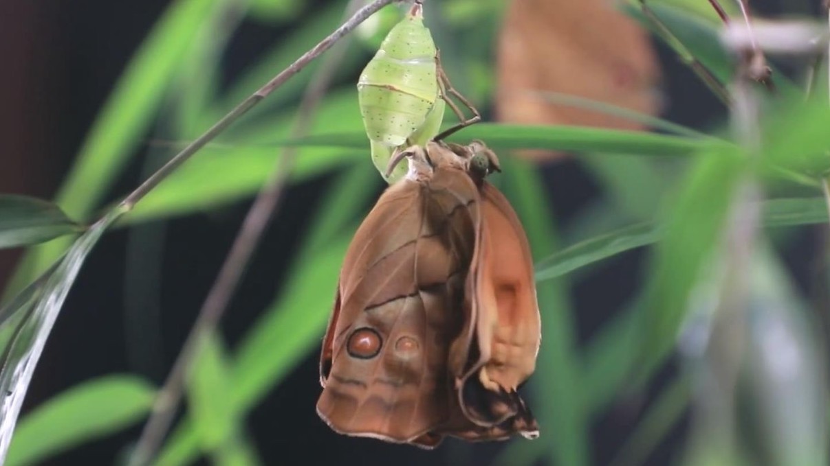 看1亿只蝴蝶飞舞是种什么体验？也就10万个香妃起舞这样......