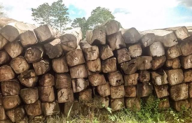 高棉花梨、血檀等被莫桑禁伐!刺猬紫檀也被塞