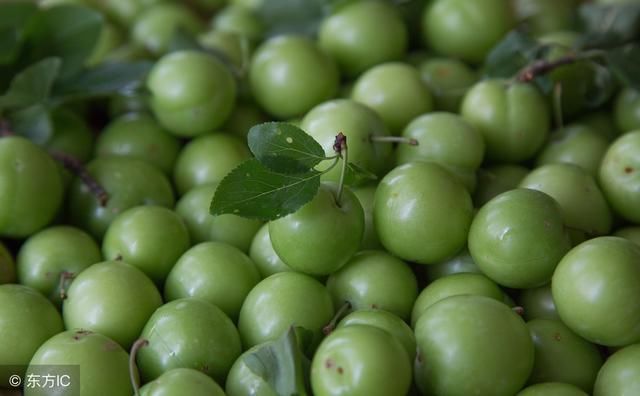 又到李子成熟季,这几种李子,说说你最喜欢吃哪