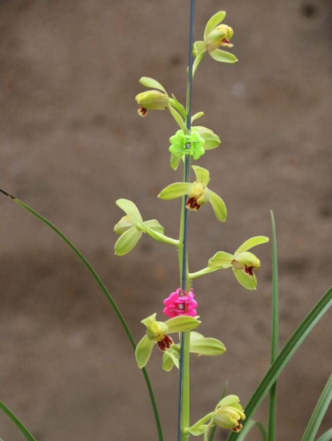 2018年蕙兰刘梅完美开放